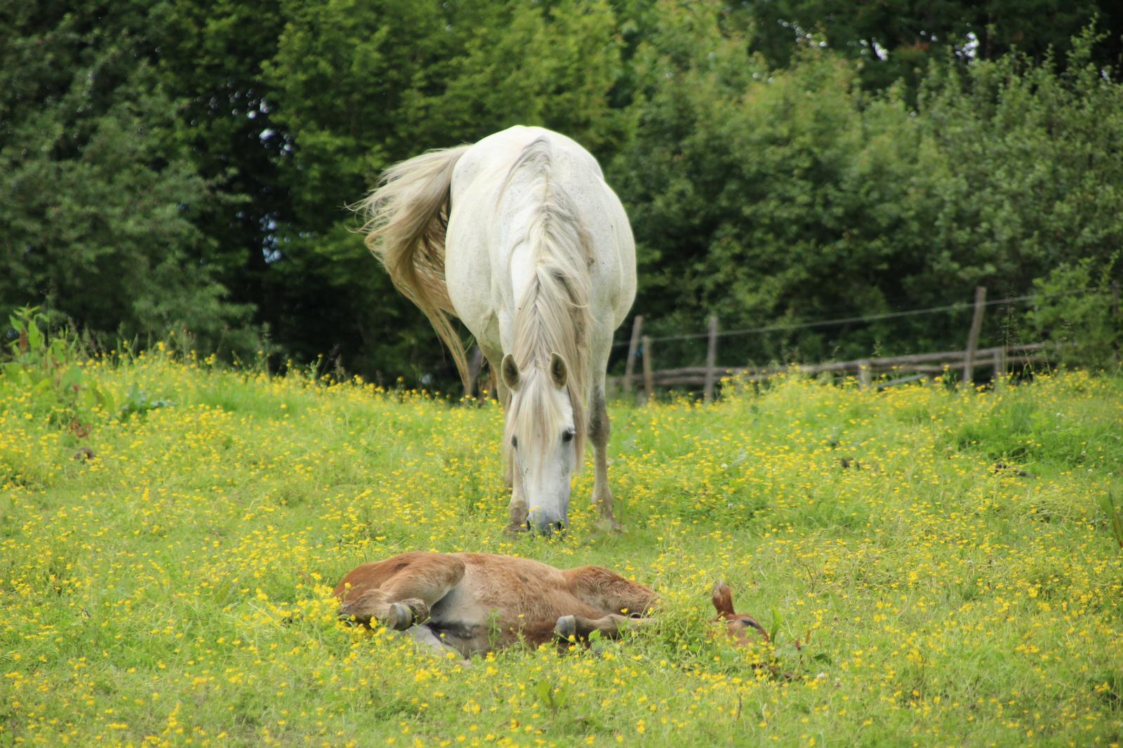 Horse picture