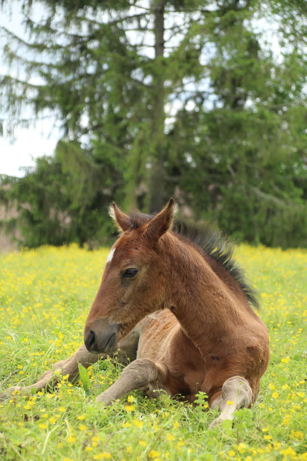 Horse picture