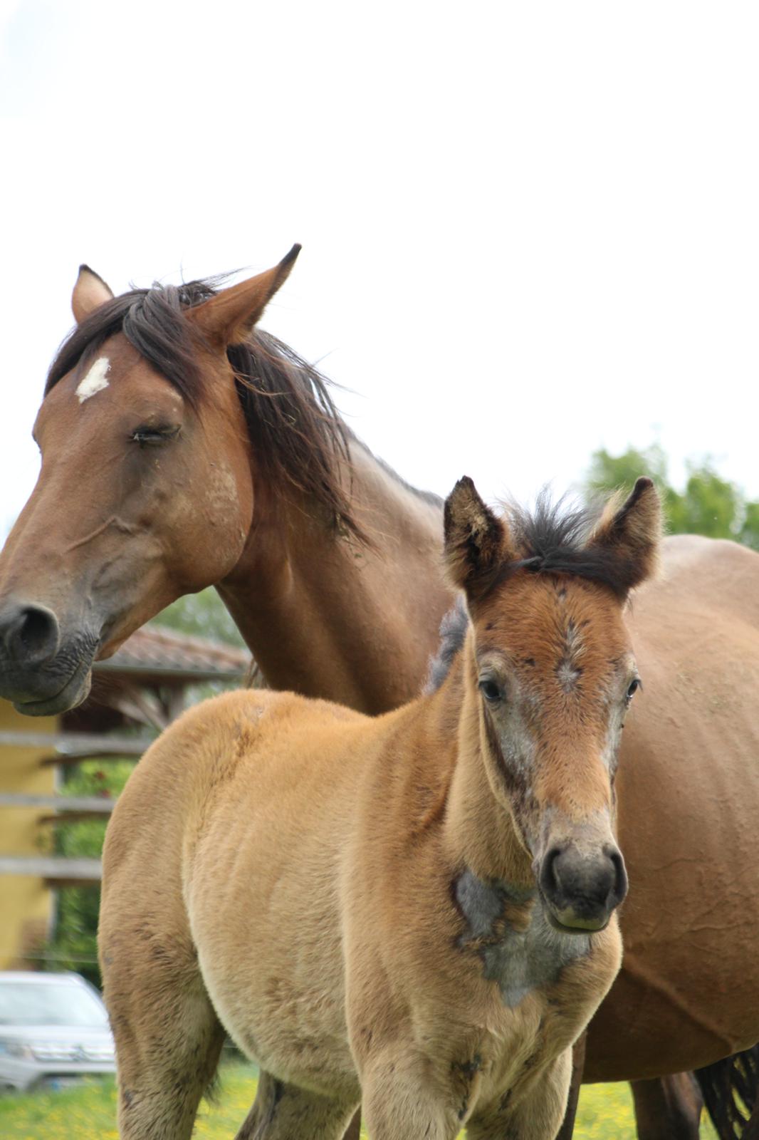 Horse picture