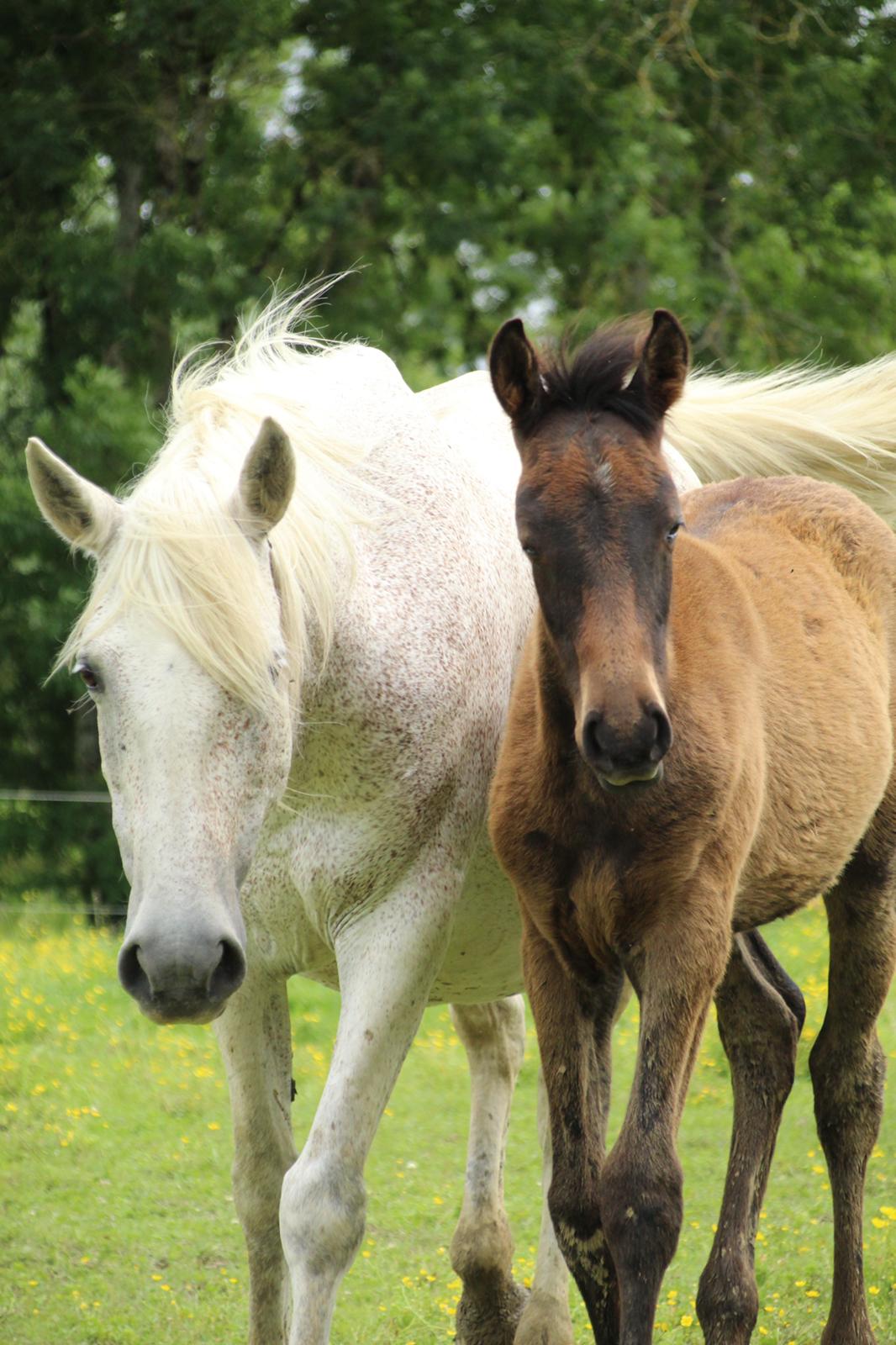 Horse picture