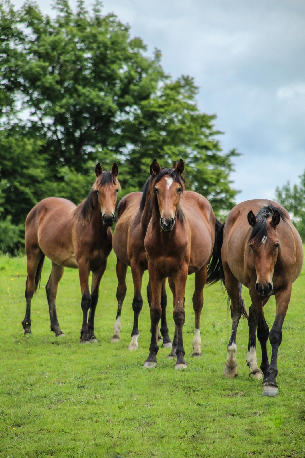 Horse picture