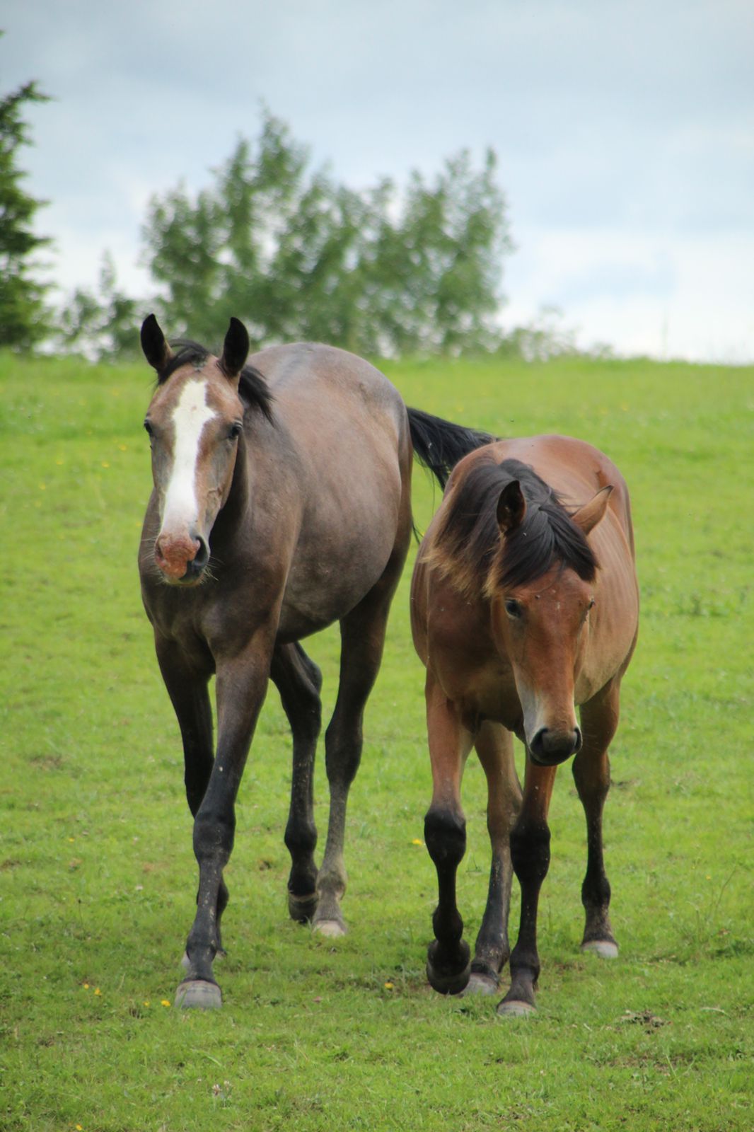 Horse picture